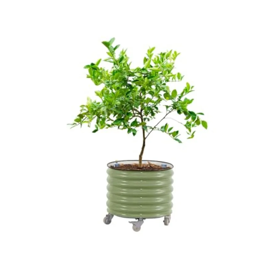 Self Watering Planter - وعاء زراعة شجرة الحمضيات الدوار الجيل