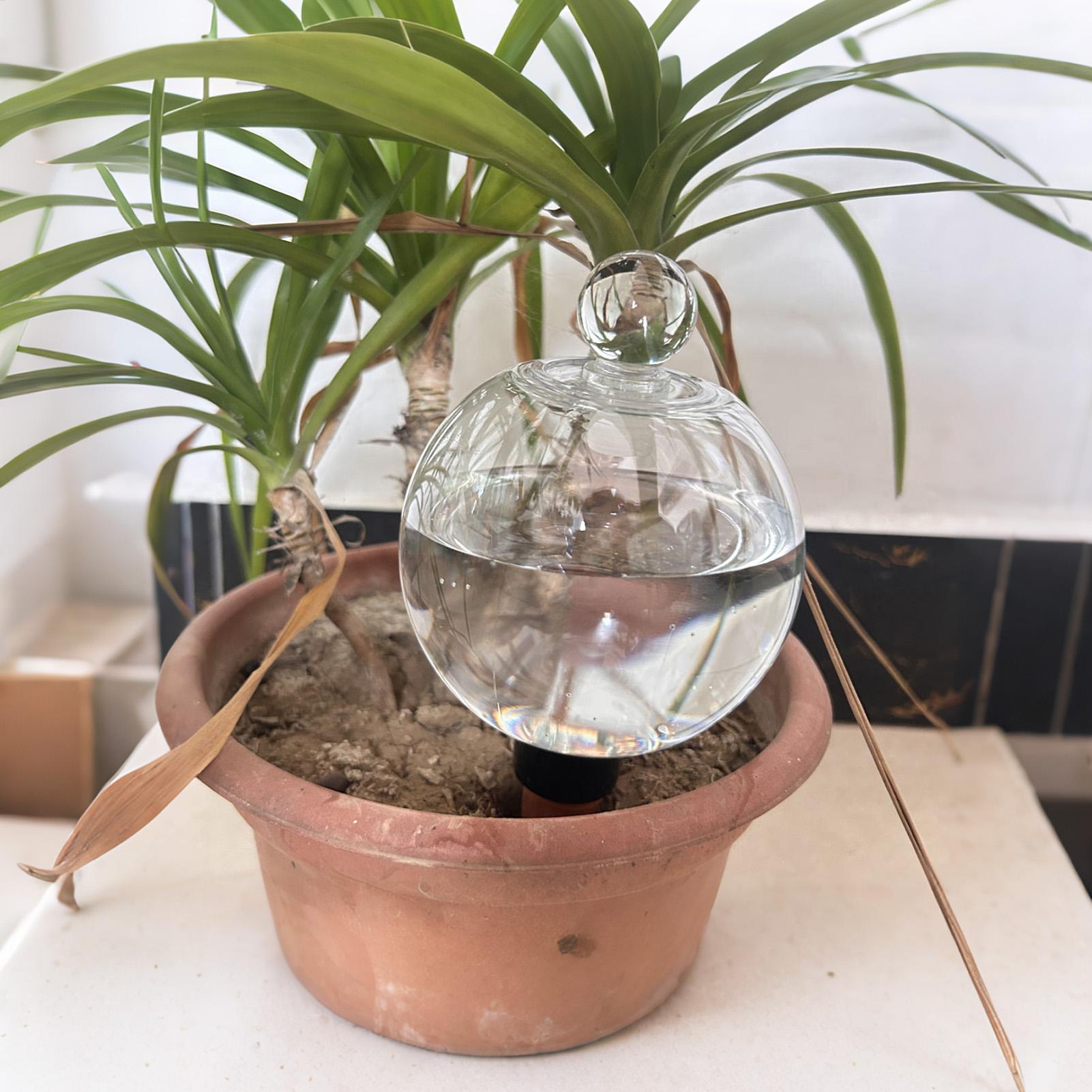 كرات سقي النباتات 4 قطع 500 مل - مراجعة Self Watering Planter وسعره