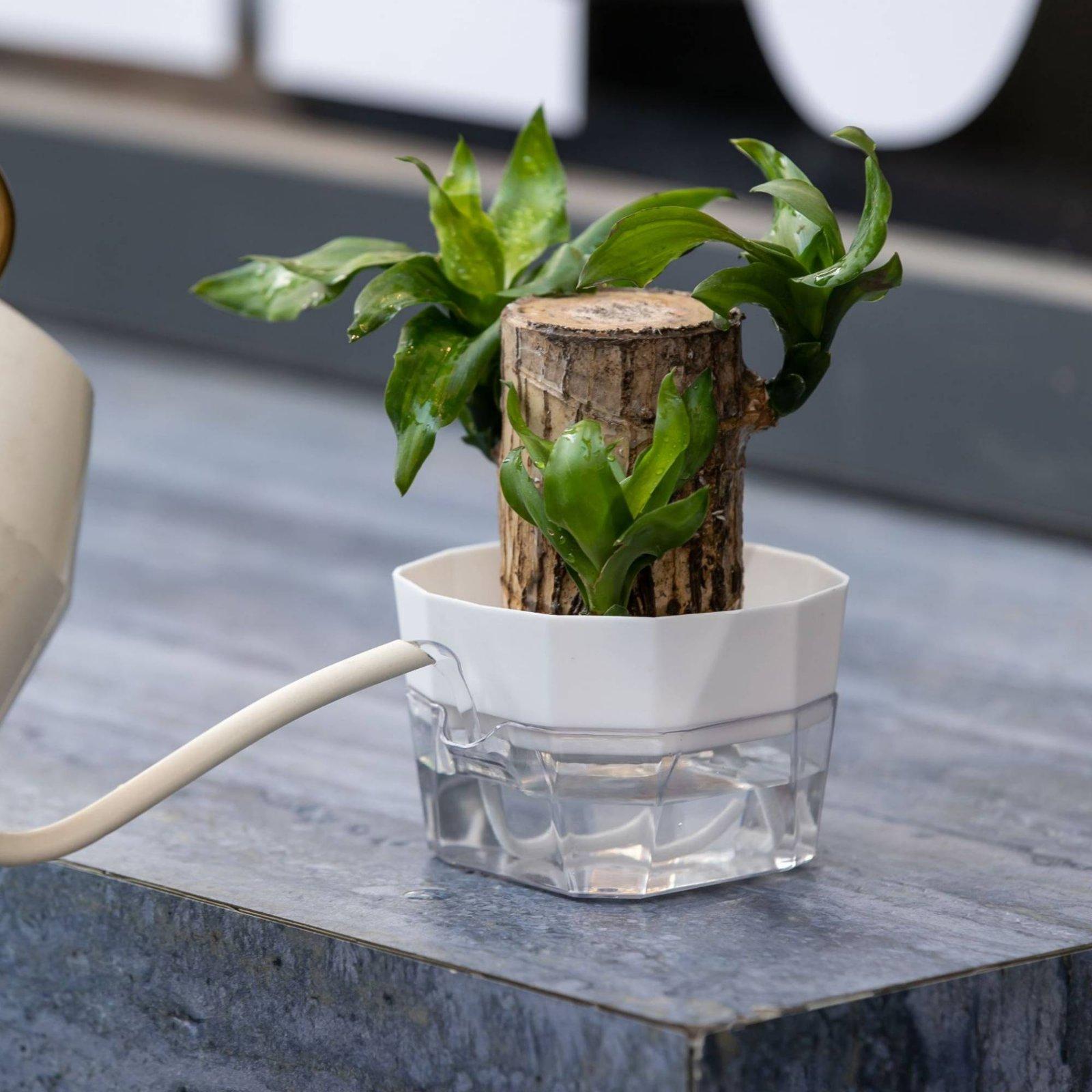 وعاء زراعة مائية ذاتي الري بطب - مراجعة Self Watering Planter وسعره