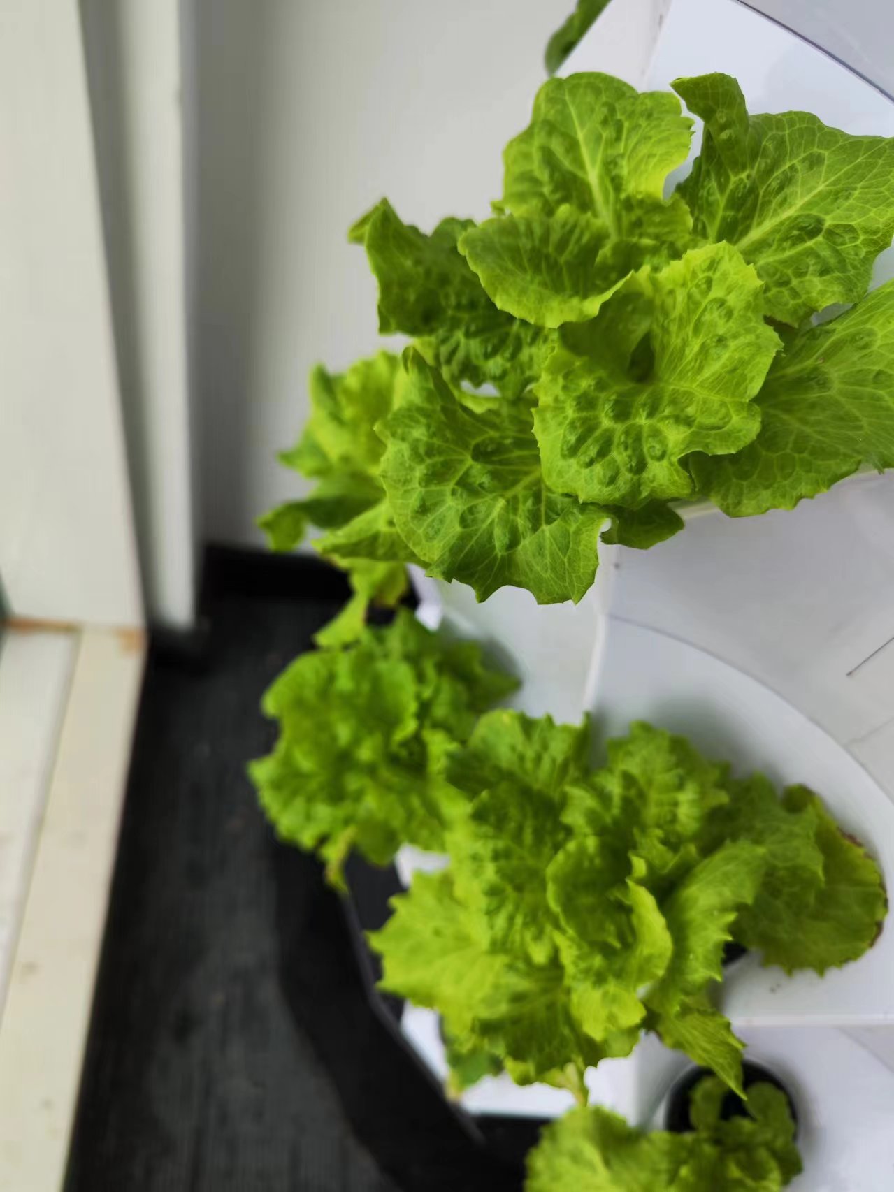 نظام ري بالتنقيط آلي للمزارع،  - مراجعة Hydroponic Tower وسعره